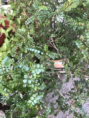 Zanthoxylum beecheyanum