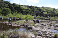 Leucadendron pondoense