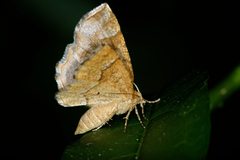 Cepphis advenaria
