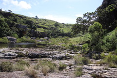 Leucadendron pondoense