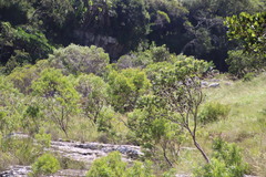 Leucadendron pondoense