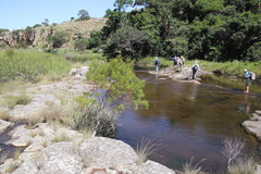 Leucadendron pondoense