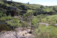 Leucadendron pondoense