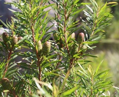Leucadendron pondoense
