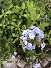 Plumbago auriculata