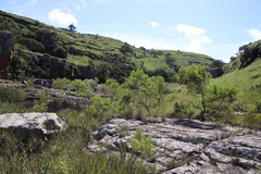 Leucadendron pondoense