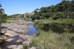 Leucadendron pondoense