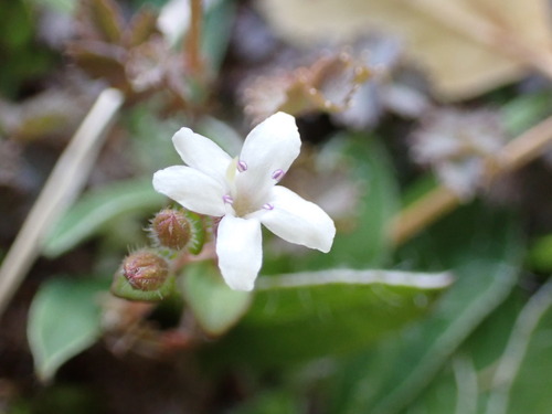 Image of Mentha cunninghamii by (c) naturewatchwidow, some rights reserved (CC BY)