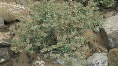 Trichodesma africanum