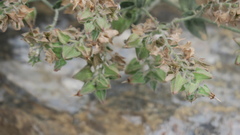 Trichodesma africanum