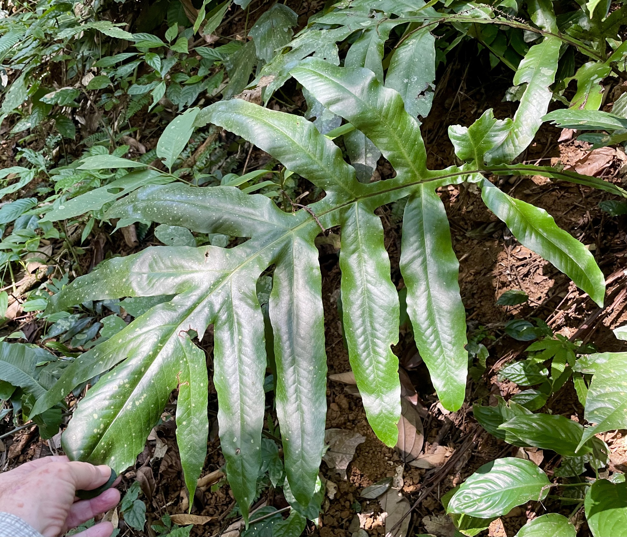 Tectaria decurrens (Tectaria decurrens)