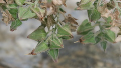 Trichodesma africanum