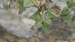 Trichodesma africanum