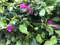 Bougainvillea