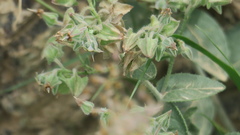 Trichodesma africanum