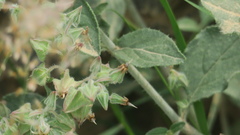 Trichodesma africanum