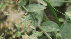 Trichodesma africanum