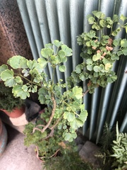 Polyscias balfouriana