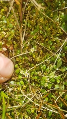 Glossostigma elatinoides