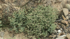 Trichodesma africanum