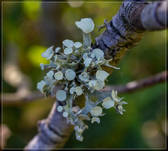 Ramalina glaucescens