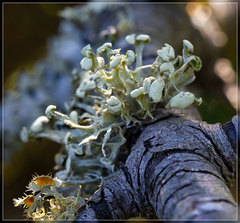 Ramalina glaucescens