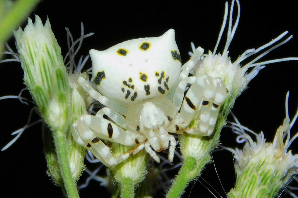 Thomisus ghesquierei