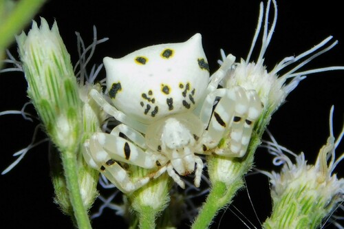 Thomisus ghesquierei