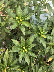 Turnera ulmifolia
