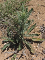 Mentzelia strictissima