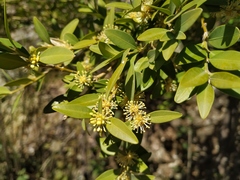 Buxus colchica