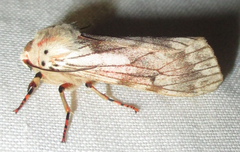 Teracotona submacula