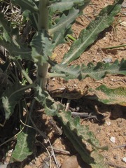 Mentzelia strictissima