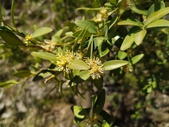 Buxus colchica