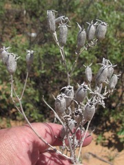 Mentzelia strictissima