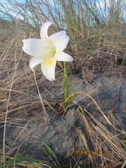 Lilium formosanum