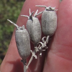 Mentzelia strictissima