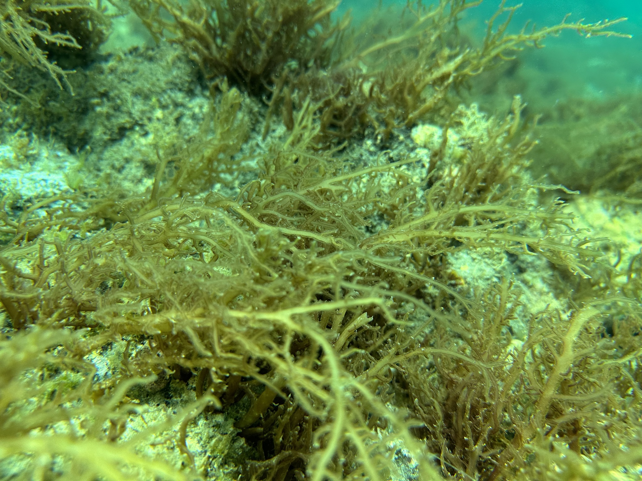 Helminthocladia