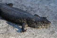 Cunningham's Skink photo 4