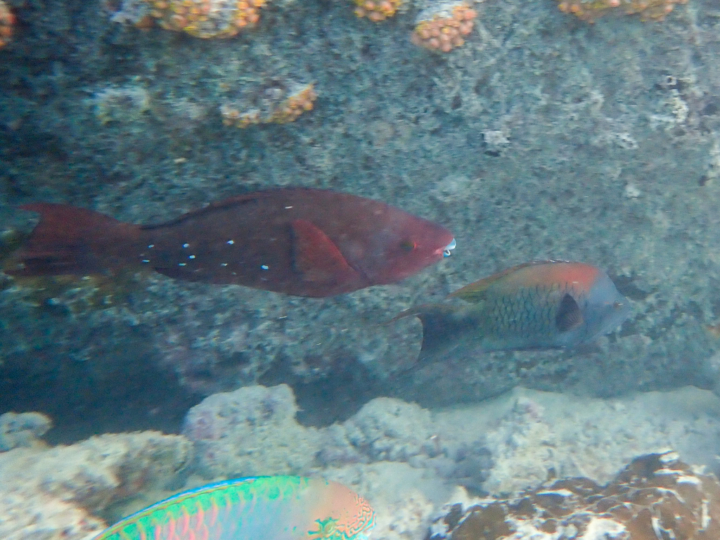 Filament-finned Parrotfish