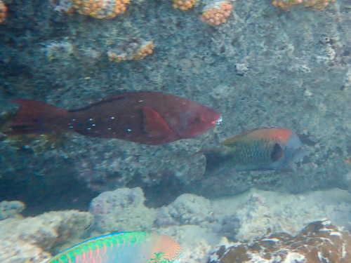 Filament-finned Parrotfish