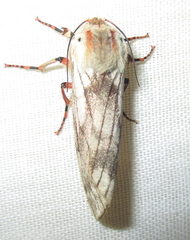 Teracotona submacula