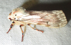 Teracotona submacula