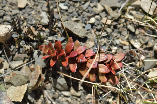 Epilobium hectorii (Epilobium hectorii)