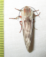 Teracotona submacula