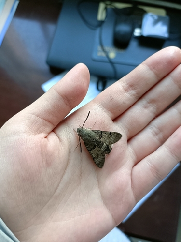 Eurasian Hummingbird Hawkmoth