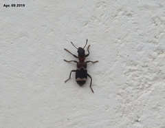 Thanasimus substriatus