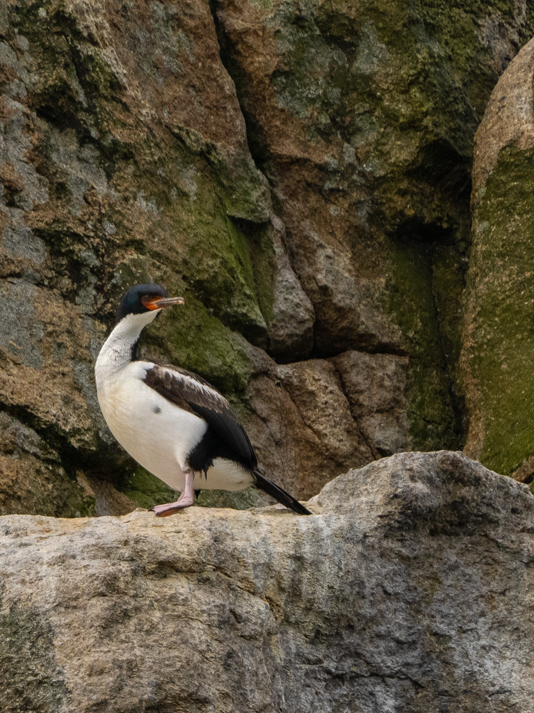 Bounty Islands Shag photo