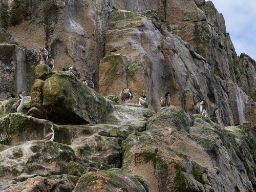 Cormorán de las Bounty (Leucocarbo ranfurlyi)