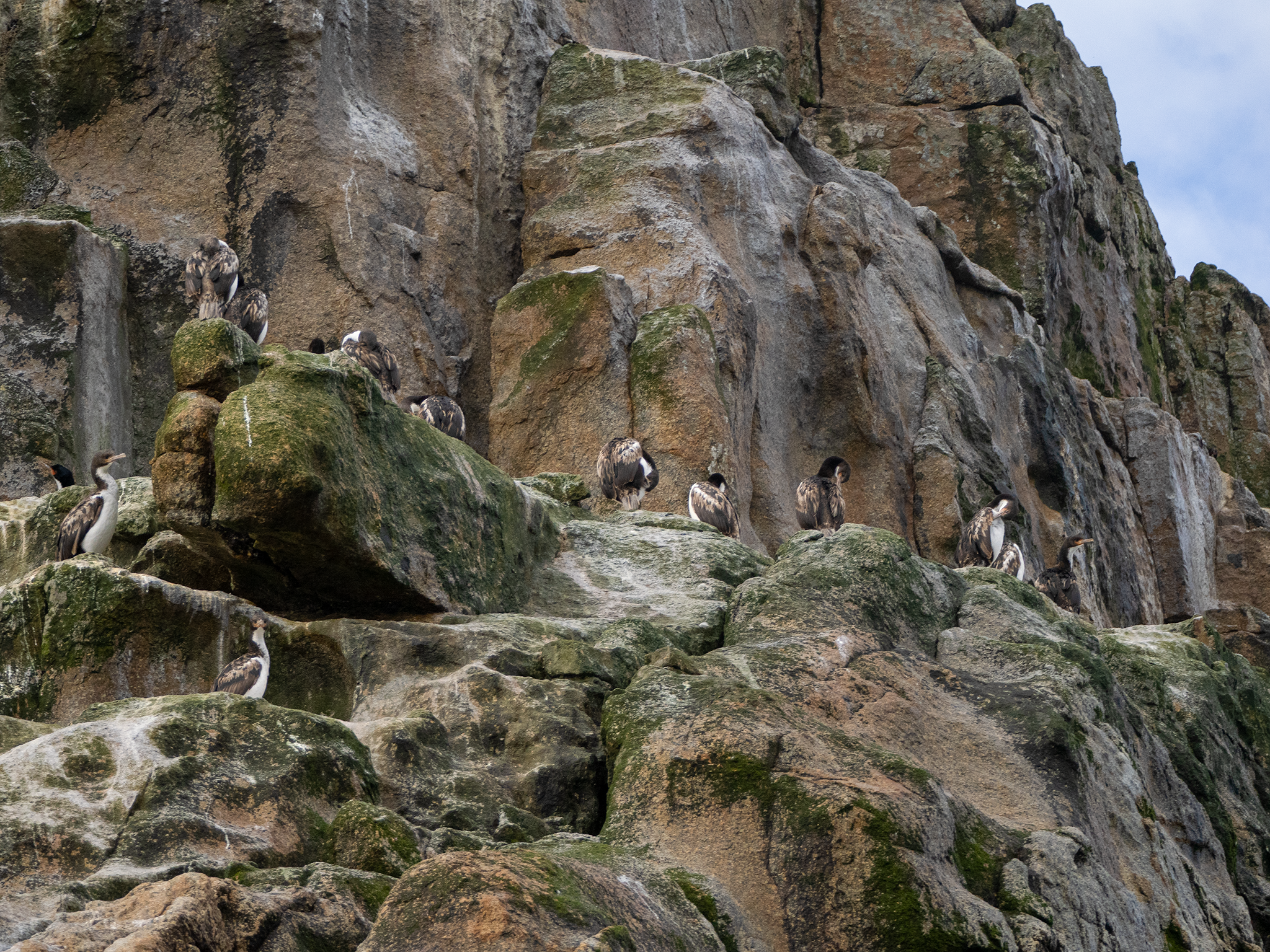 Bounty Islands Shag (Leucocarbo ranfurlyi)